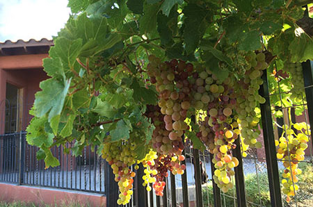 grapes ripening