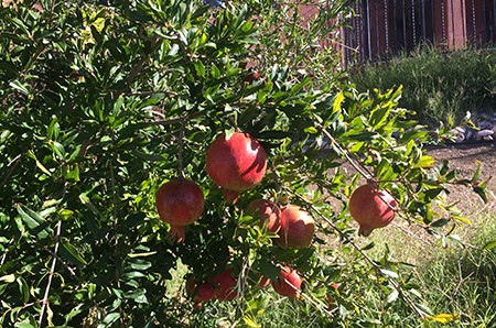 pomegranites